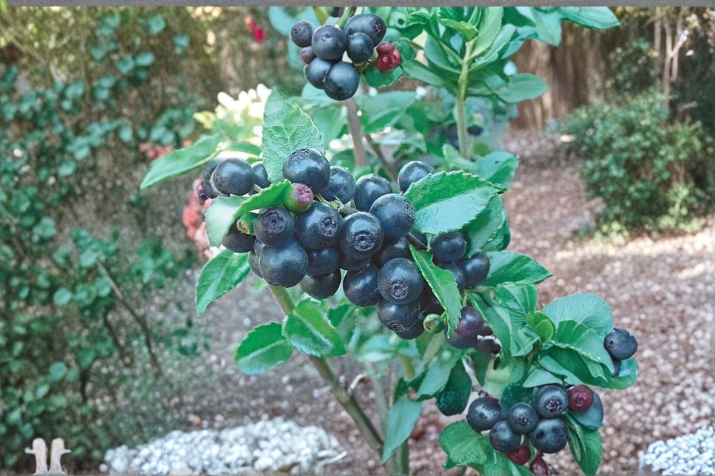 Wild Huckleberry Live Plant – 3–6" Tall – 3" Pot – Native Edible Berry Shrub – Vaccinium spp.