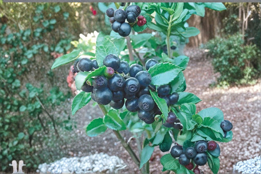 Wild Huckleberry Live Plant – 3–6" Tall – 3" Pot – Native Edible Berry Shrub – Vaccinium spp.