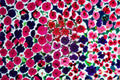 Petunia 1 Plant – Petunia hybrida
