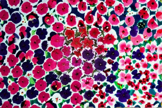 Petunia 1 Plant – Petunia hybrida