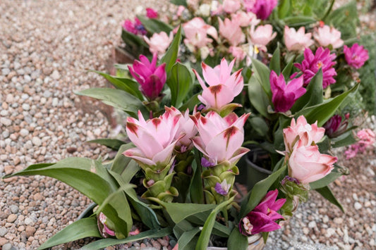 Siam Swing Curcuma Live Plant – 4" Starter Plant – Ornamental Ginger – Curcuma