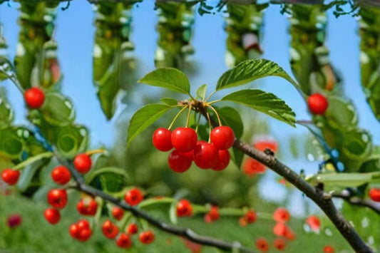 Montmorency Cherry 6 Cuttings – Prunus cerasus