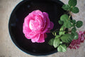 Paul Neyron Rose 1 Plant – Rosa ‘Paul Neyron’