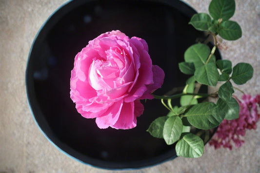 Paul Neyron Rose 1 Plant – Rosa ‘Paul Neyron’