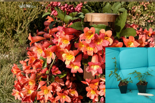 Tangerine Beauty Crossvine 1 Plant – Bignonia capreolata