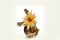 Hildewintera Humkes Kleine Gelber 1 Plant – Hildewintera hybrids
