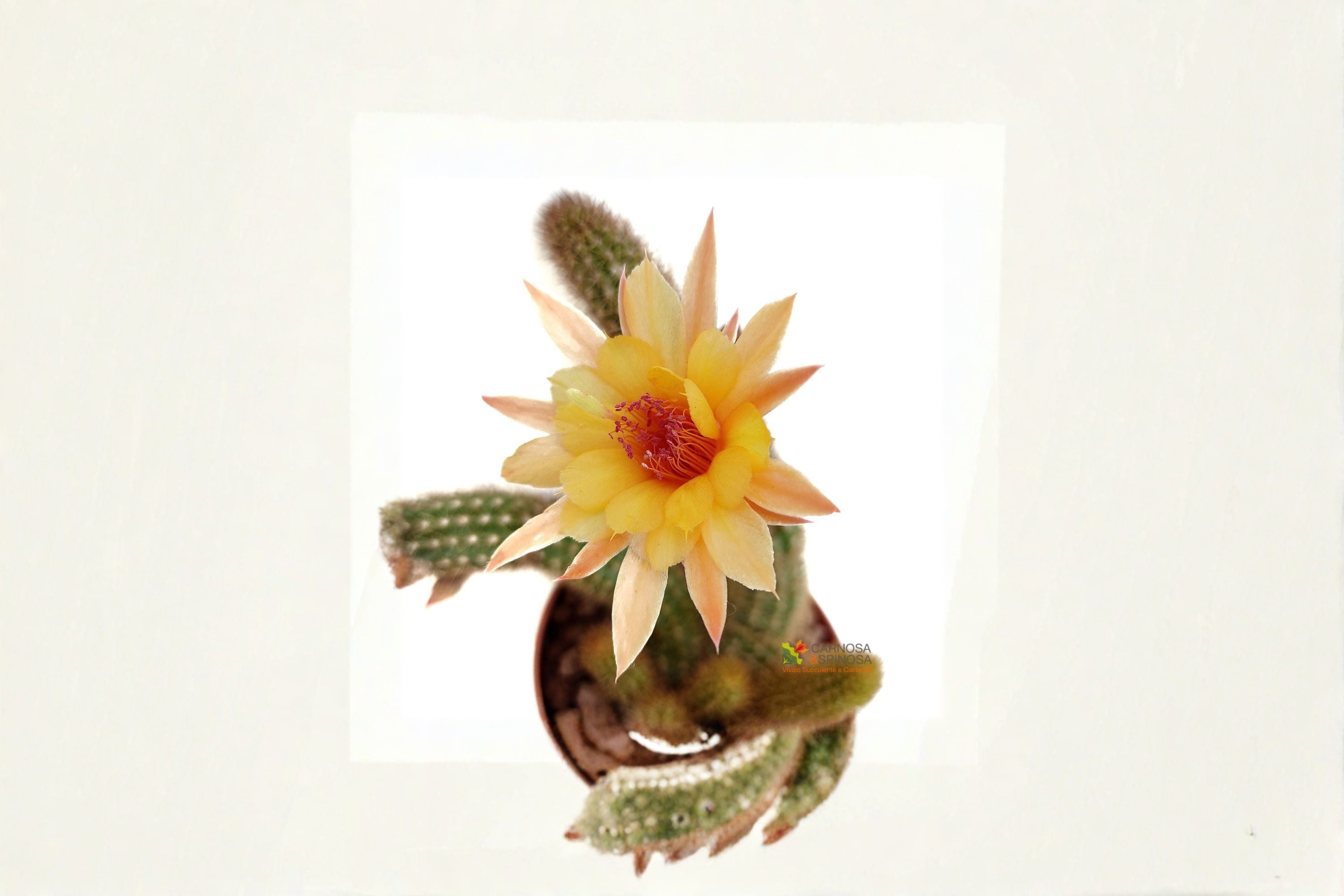 Hildewintera Humkes Kleine Gelber 1 Plant – Hildewintera hybrids