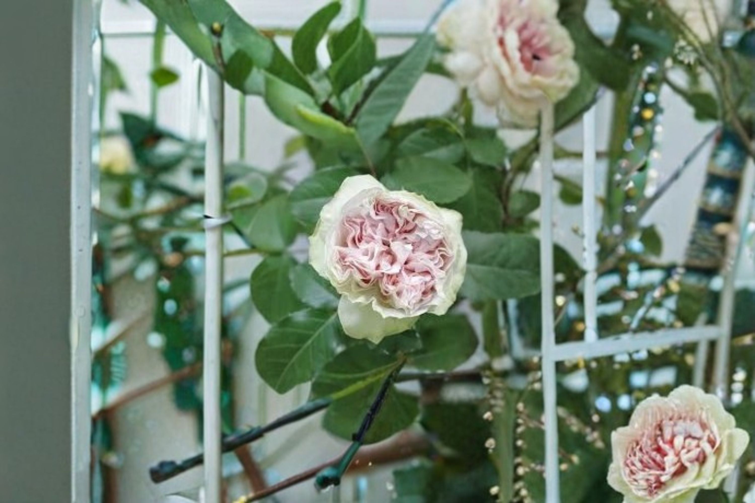 Shades of Grey Rose Live Plant – Gray Purple Cut Rose