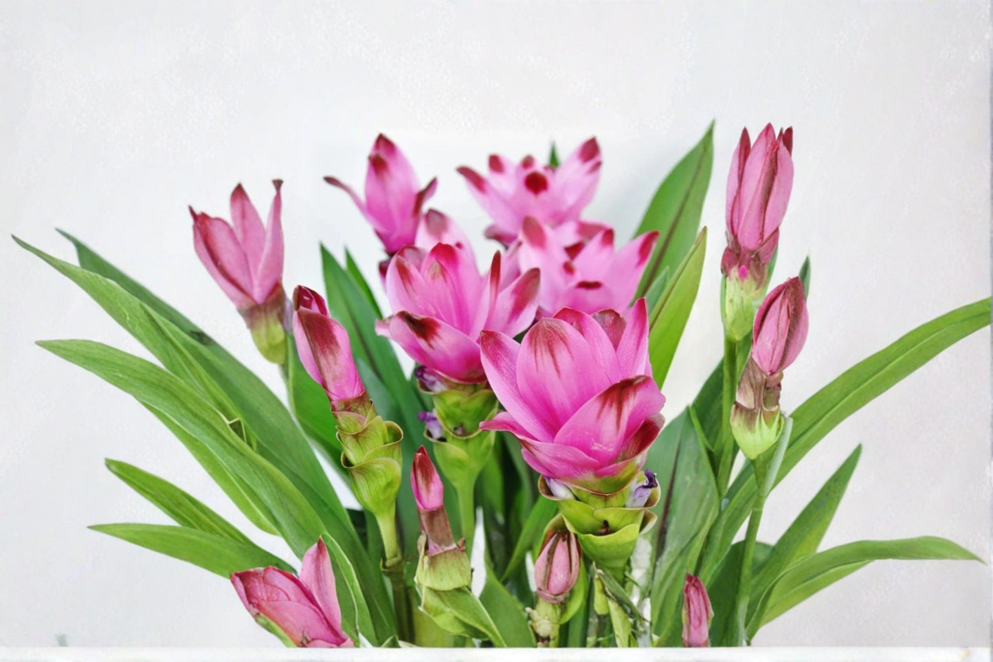 Curcuma 'Siam Splash' Live Starter Plant – 4–6" Tall – Tropical Flowering Ginger