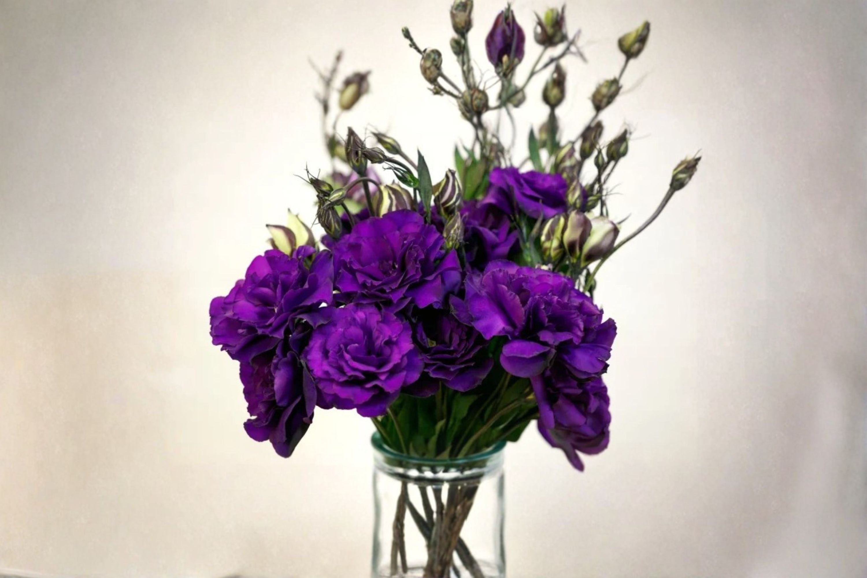 Lisianthus 1 Plant – Eustoma grandiflorum
