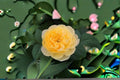 Yellow Julie Rose Live Plant – Fragrant Yellow Cut Rose
