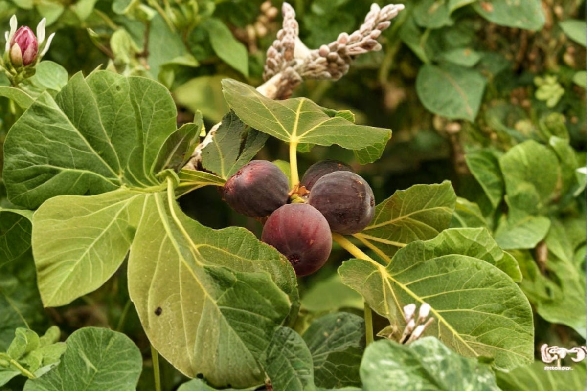 Hardy Chicago Fig Cuttings | 3 Fresh Fig Tree Cuttings | Chicago Hardy Fig Variety | Edible Fruit Tree Propagation | Live Plant Cuttings