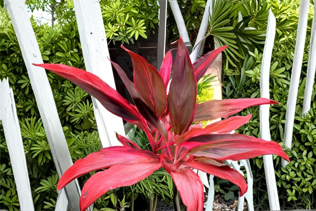 3 Hawaiian Lilinoe Red Ti Cuttings | Fresh 6 Inch Ti Plant Starter Logs | Red Ti Leaf Cordyline Cutting | Tropical Plant Propagation