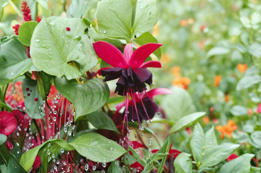 Black Fuchsia Live Plant – 5" Pot – Fuchsia Hybrid Flowering Plant