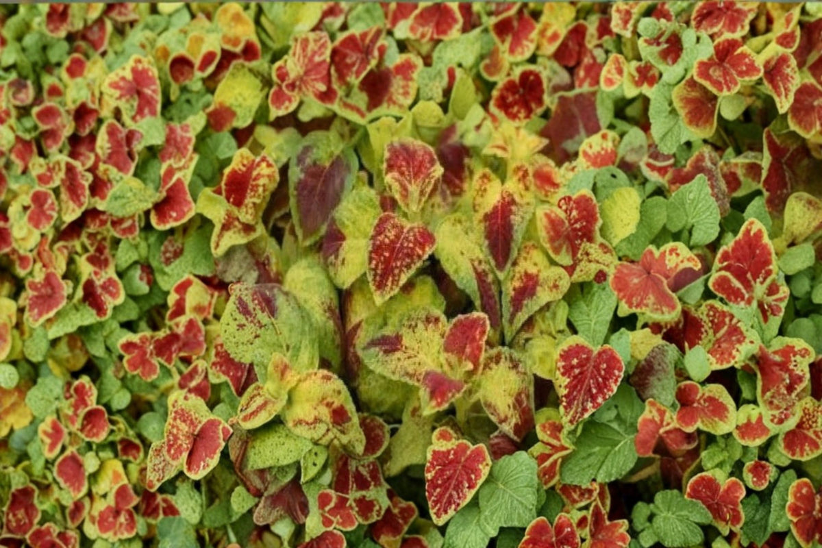 10 Coleus 'Dipt In Wine' Live Cuttings | Unrooted Coleus Cuttings | Green Wine & Pink Foliage | Coleus Plant Propagation