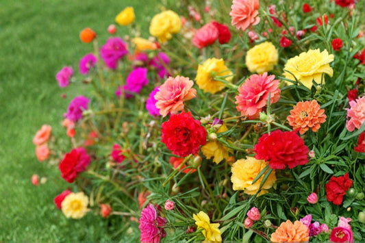 Mixed Moss Rose Portulaca Live Plant – 4–6 Inch Clump – Portulaca