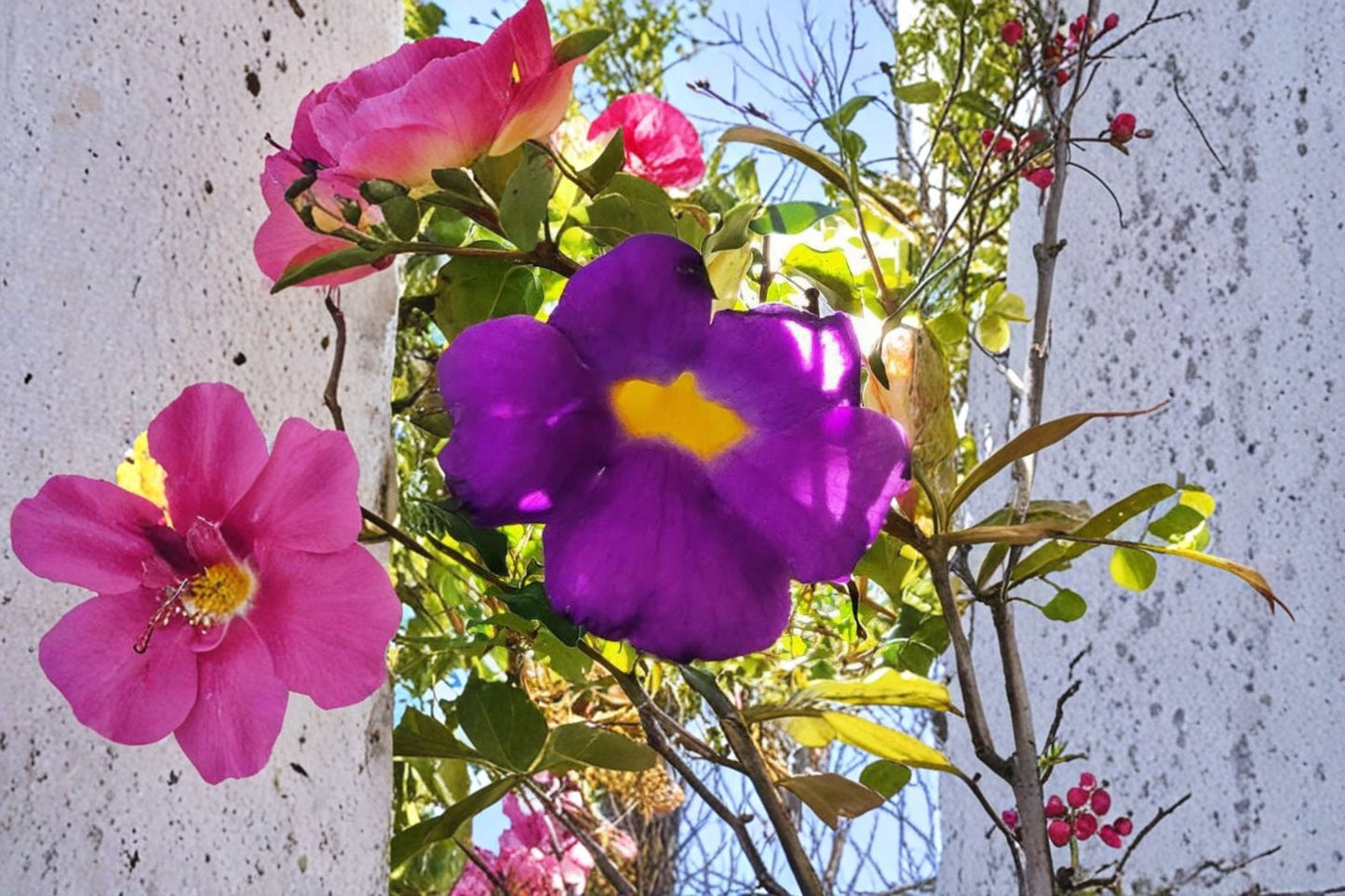 Purple King's Mantle Live Plant – 8–12" Tall – 4" Pot – Thunbergia erecta