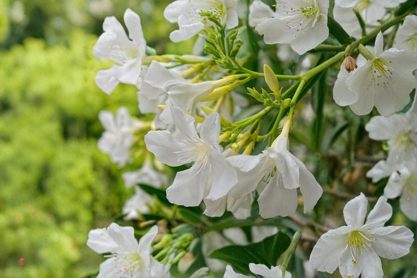 White Oleander 10 Live Plant Cuttings – 4–6" Unrooted – Nerium oleander