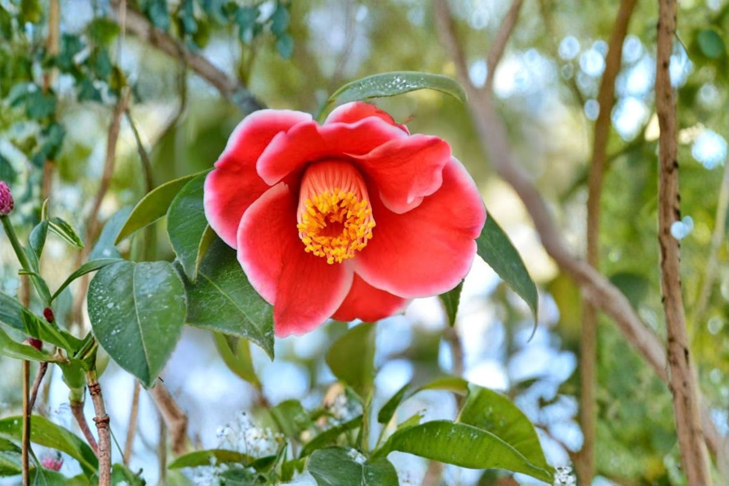 Tama Electra Camellia Japonica Live Starter Plant – Unique Bloom – Camellia japonica