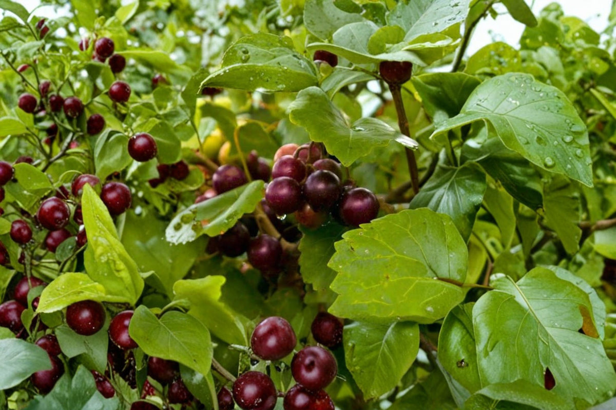 5 Jumbo Muscadine Cuttings | Fresh Unrooted Muscadine Grape Cuttings | Live Grape Vine Cuttings | Fruit Vine Propagation | Bonus Included