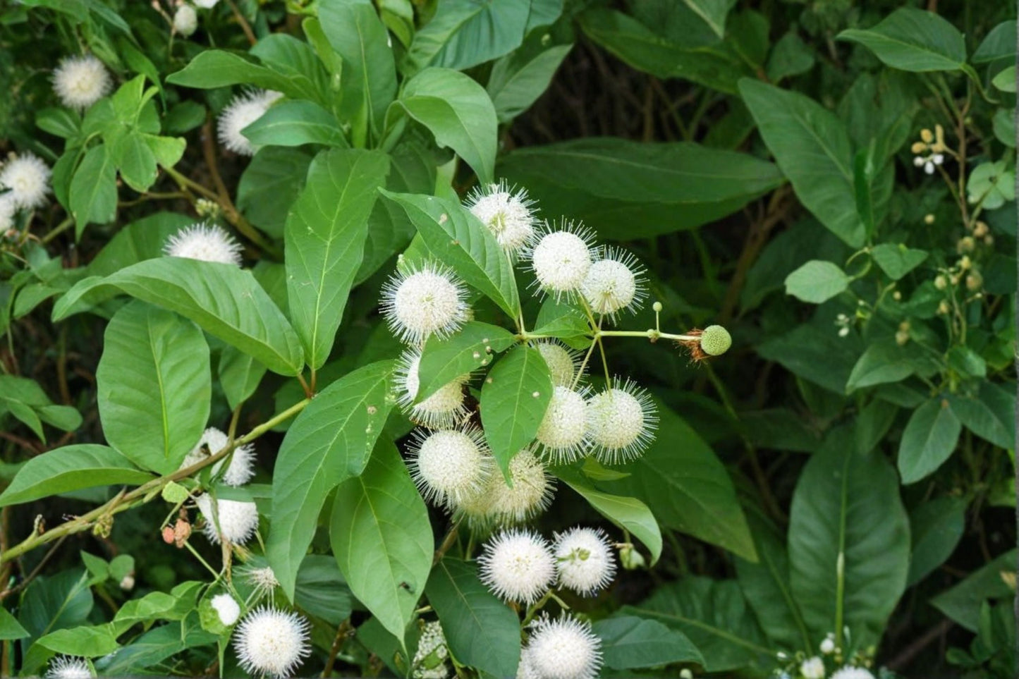 Button Bush Live Plant – 3–6" Tall – Bare Root – Cephalanthus occidentalis