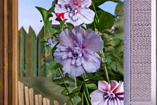 Rose of Sharon Cuttings – Hibiscus syriacus