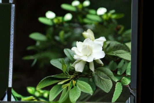 Gardenia 7 Cuttings – Gardenia jasminoides