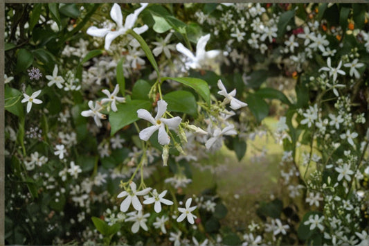 Star Jasmine 1 Plant – Trachelospermum jasminoides