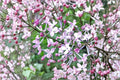 Early Lilac Seeds Syringa oblata Purple Pink Fragrant Flower Seeds Ornamental Shrub Garden Planting 25 Seeds