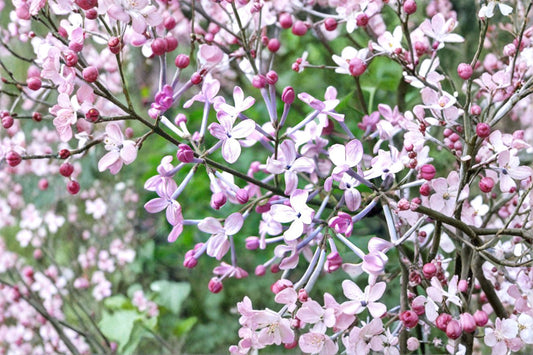 Early Lilac Seeds Syringa oblata Purple Pink Fragrant Flower Seeds Ornamental Shrub Garden Planting 25 Seeds