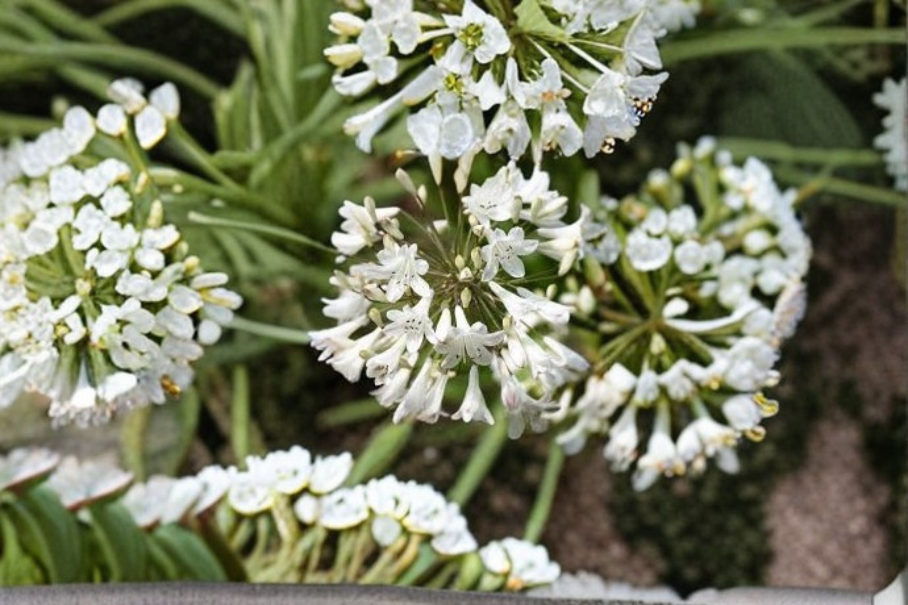 Getty Agapanthus Live Plant – White Evergreen Lily of the Nile