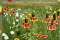 Mexican Hat Seeds Ratibida Columnifera Pulchra Red Yellow Native Wildflower Perennial Drought Tolerant Pollinator Plant 250 Seeds