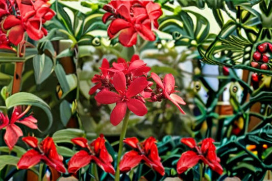 Peregrina Jatropha 4 Cuttings – Jatropha integerrima