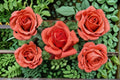 Fragrant Cloud Rose Live Plant – 1.5 Gal Coral Red Hybrid Tea Rose