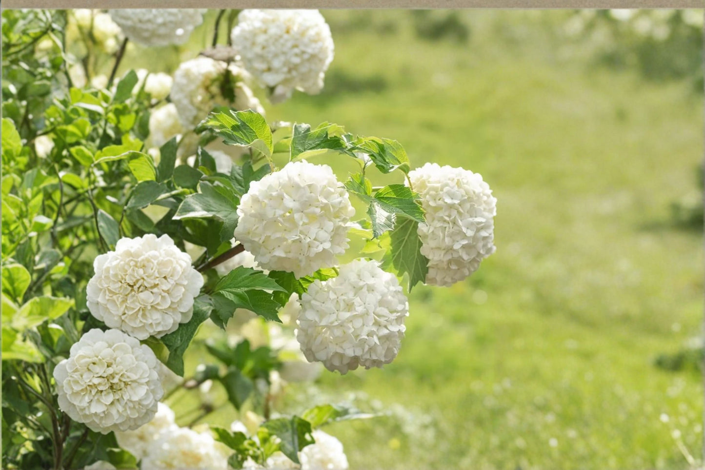 2 Old Fashion Snowball Viburnum Live Plants – 4–12" Tall – 4" Pots – Viburnum opulus 'Roseum'