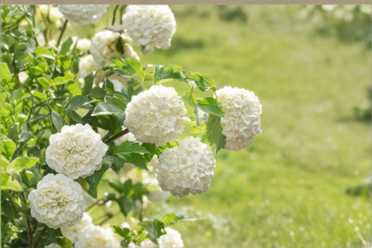 2 Old Fashion Snowball Viburnum Live Plants – 4–12" Tall – 4" Pots – Viburnum opulus 'Roseum'