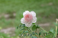 Earth Angel Parfuma Rose 3 Cuttings – Rosa ‘Earth Angel’
