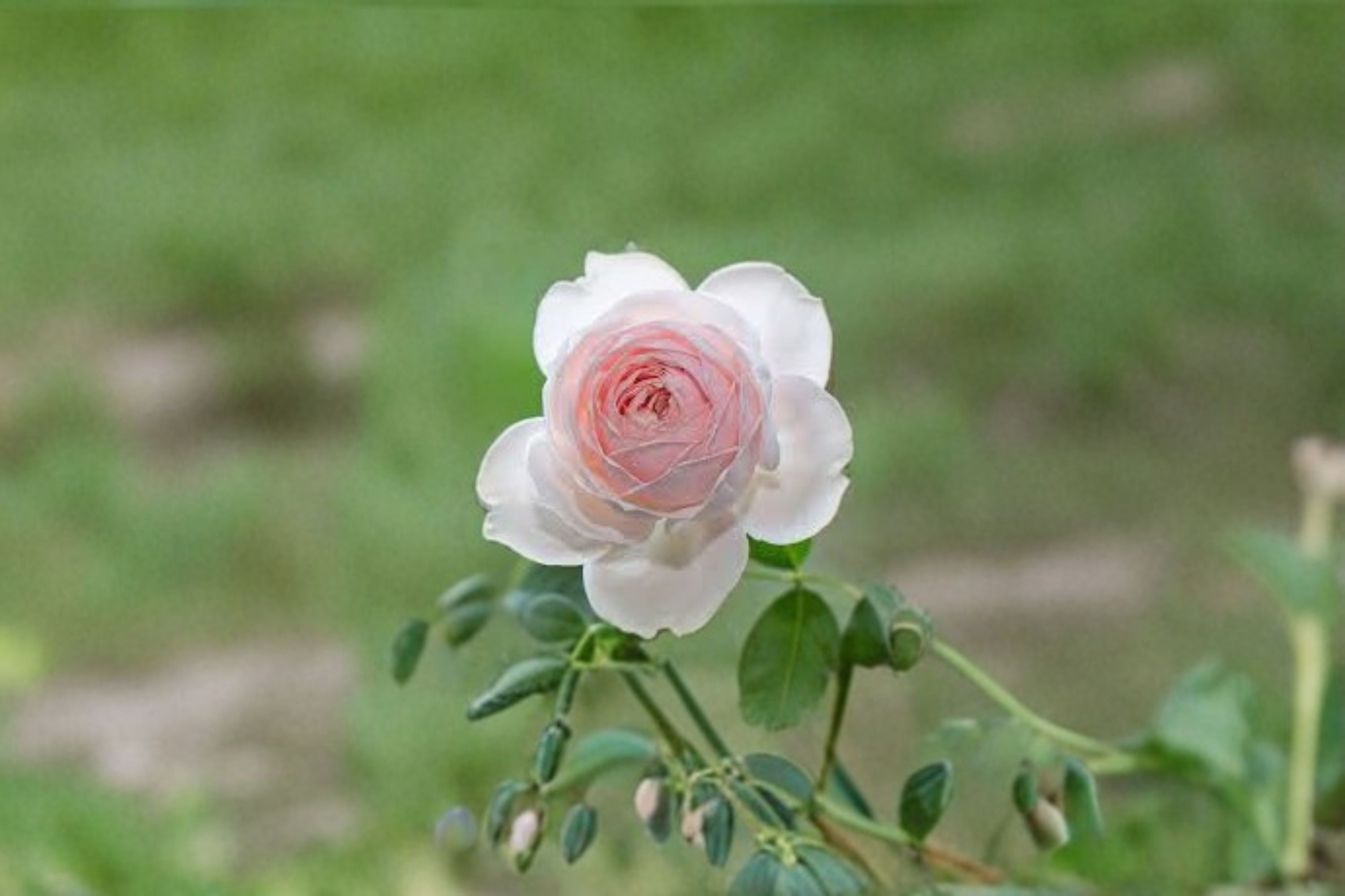 Earth Angel Parfuma Rose 3 Cuttings – Rosa ‘Earth Angel’