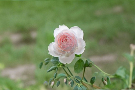 Earth Angel Parfuma Rose 3 Cuttings – Rosa ‘Earth Angel’
