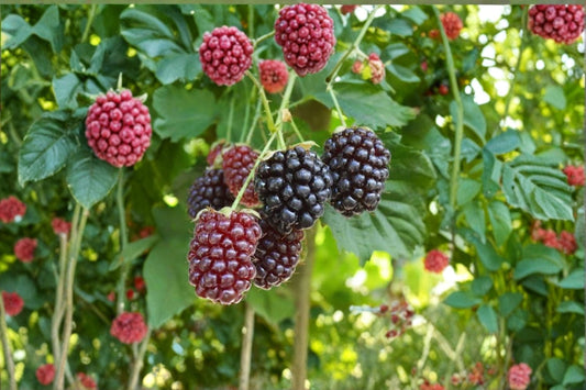 Thornless Boysenberry Live Plant 1 Plant – 4+ Inches – Rubus ursinus