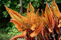 Autumn Fern 1 Plant – Dryopteris erythrosora
