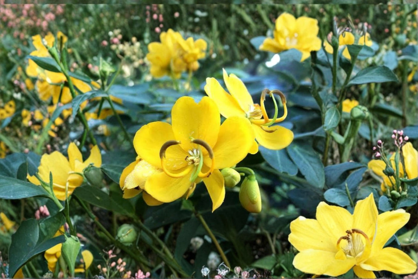 2 Live Cassia bicapsularis Plants – 4–6" Tall – Yellow Flowering Shrub – No Pot