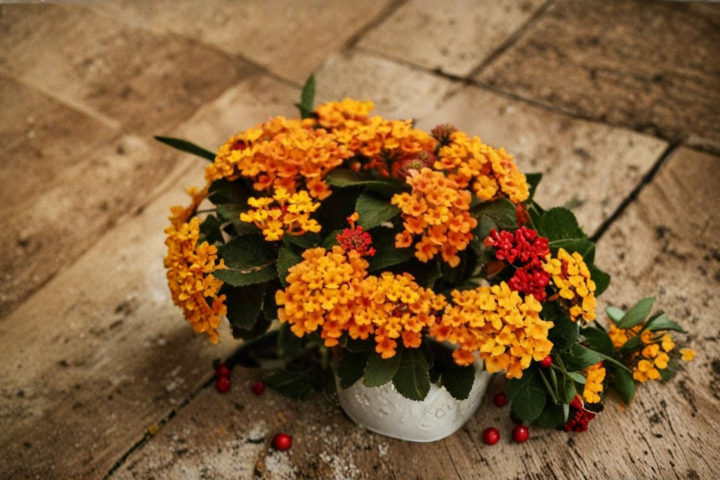 Bright Orange Lantana Live Plant – 1 Pot with 2 Plants – 4" Wide x 4" Tall – Lantana camara