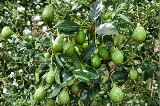 Organic Hass Avocado Live Tree Seedling – 12–15"+ – Persea americana