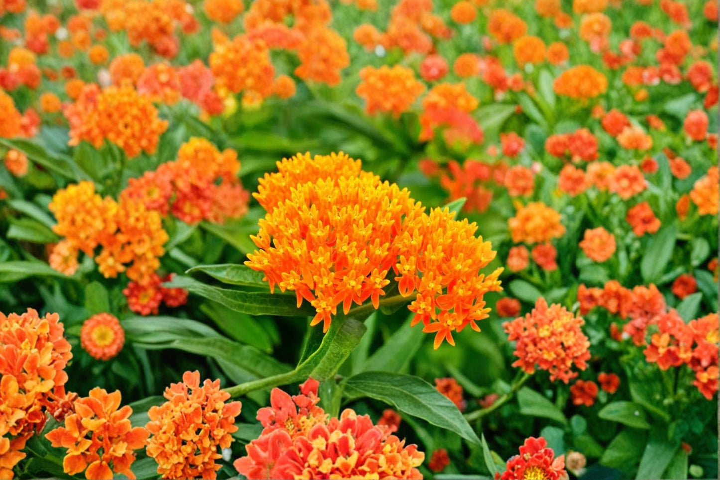2 Orange Milkweed Live Starter Plants – 3–8" Tall – Asclepias tuberosa Butterfly Plant