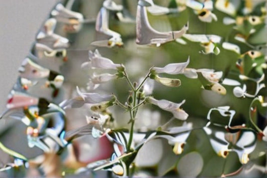 Pale Beardtongue Seeds Penstemon pallidus White Native Wildflower Seeds Perennial Garden Flower Planting 100 Seeds