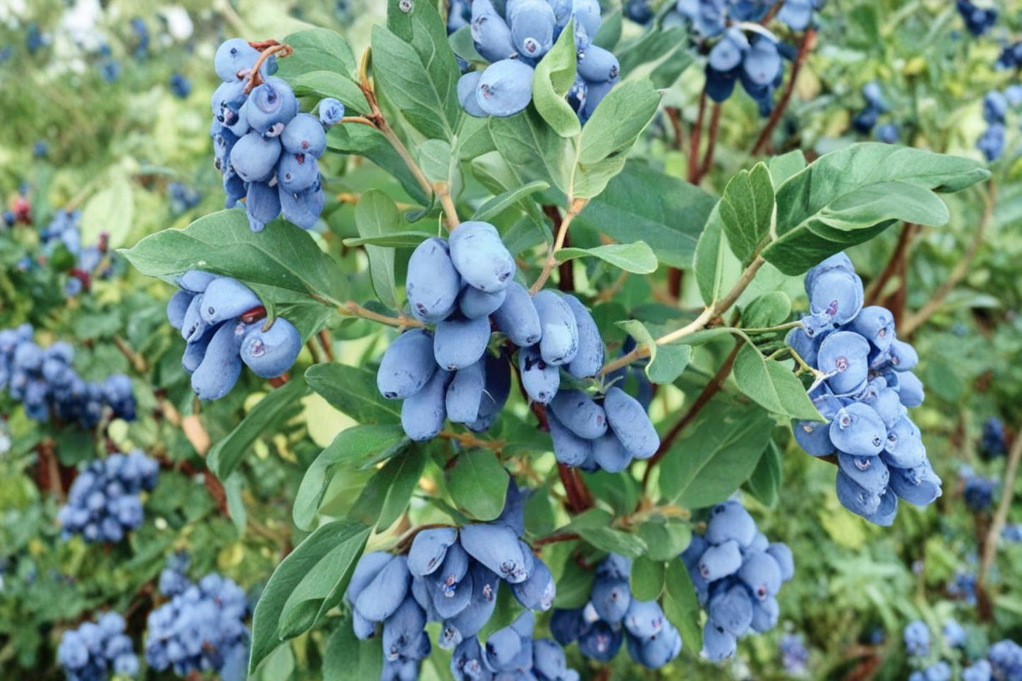 Boreal Blizzard® Honeyberry Live Plant – 2 Year Old – 12–16" Tall – Lonicera caerulea