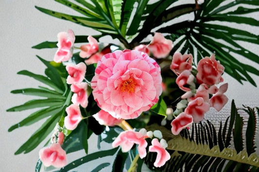 Kick Off Camellia Live Starter Plant – Bicolor Blooms – Camellia japonica