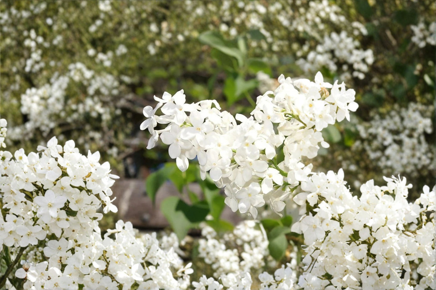 Betsy Ross White Lilac Live Plant – 3.5" Pot – Syringa vulgaris 'Betsy Ross'