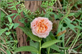Georgia Peach Rose Live Plant – Peach Pink Cut Rose